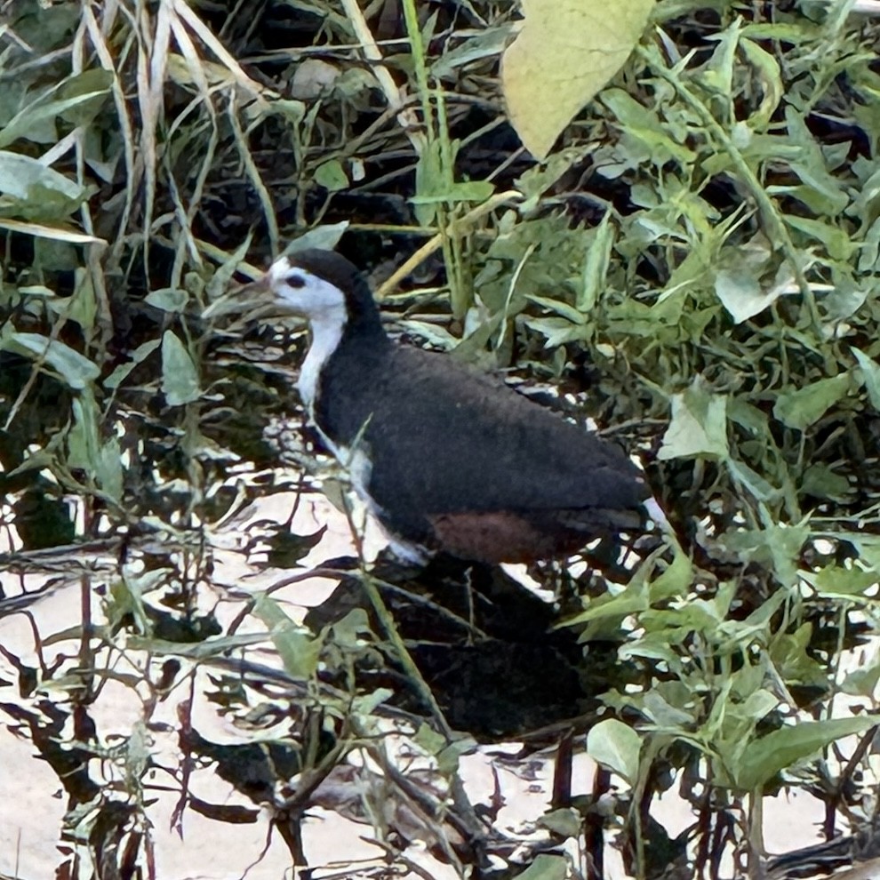 White-breasted Waterhen - ML647132353