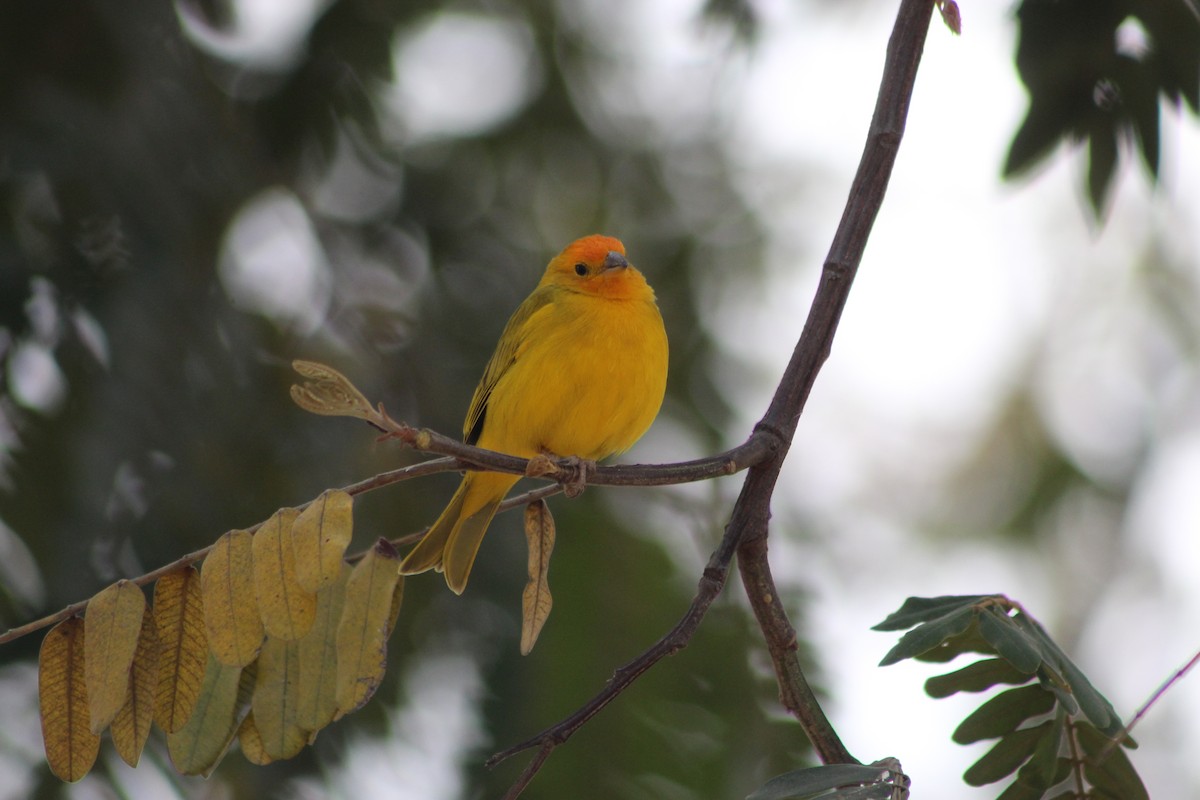 Saffron Finch - ML647132357