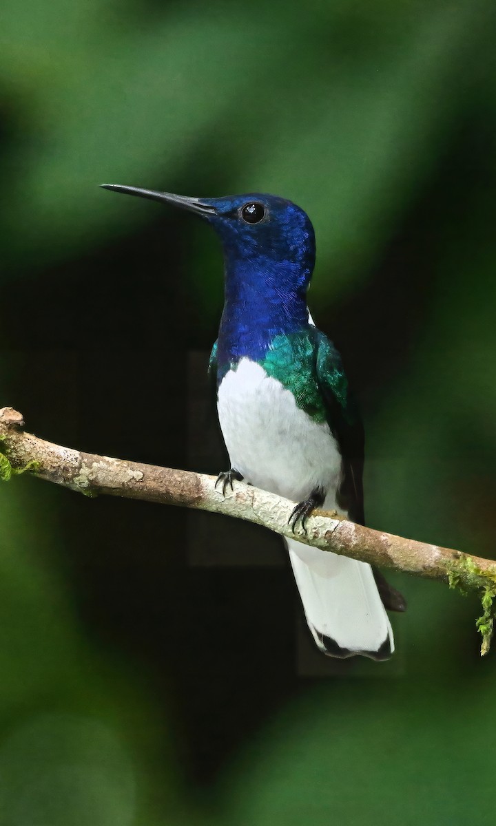 White-necked Jacobin - ML647132362