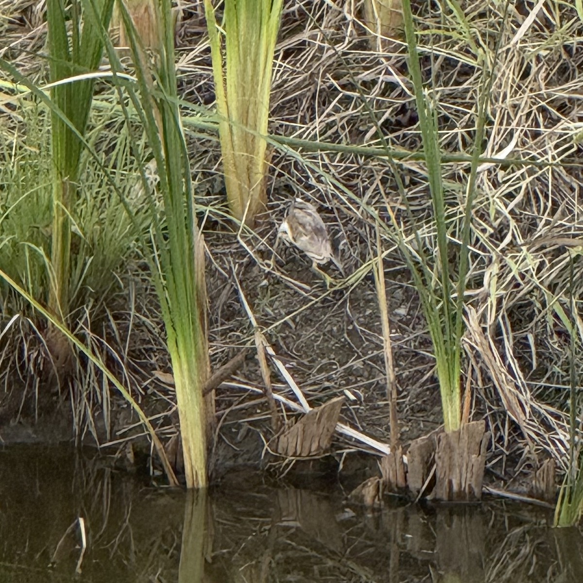 Yellow Bittern - ML647132370