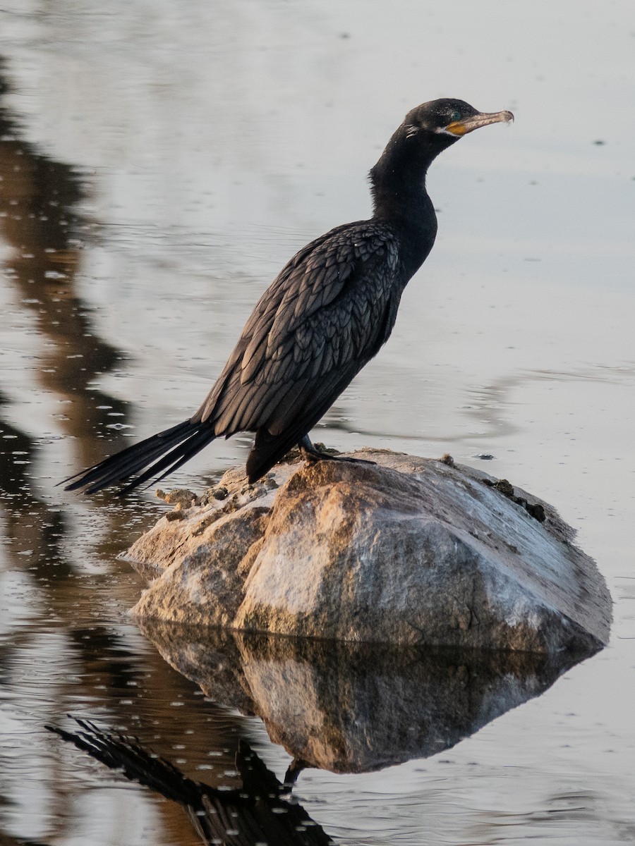 Neotropic Cormorant - ML647132374