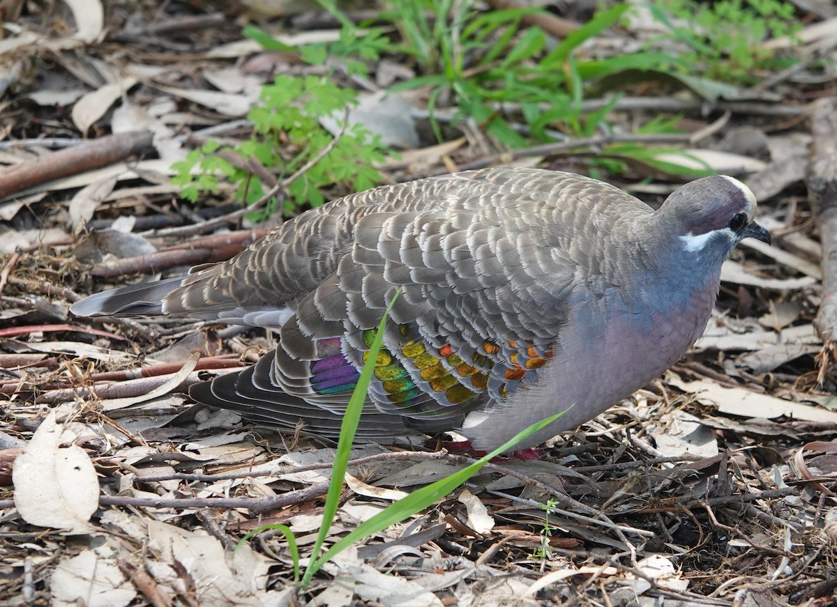 Common Bronzewing - ML647132376
