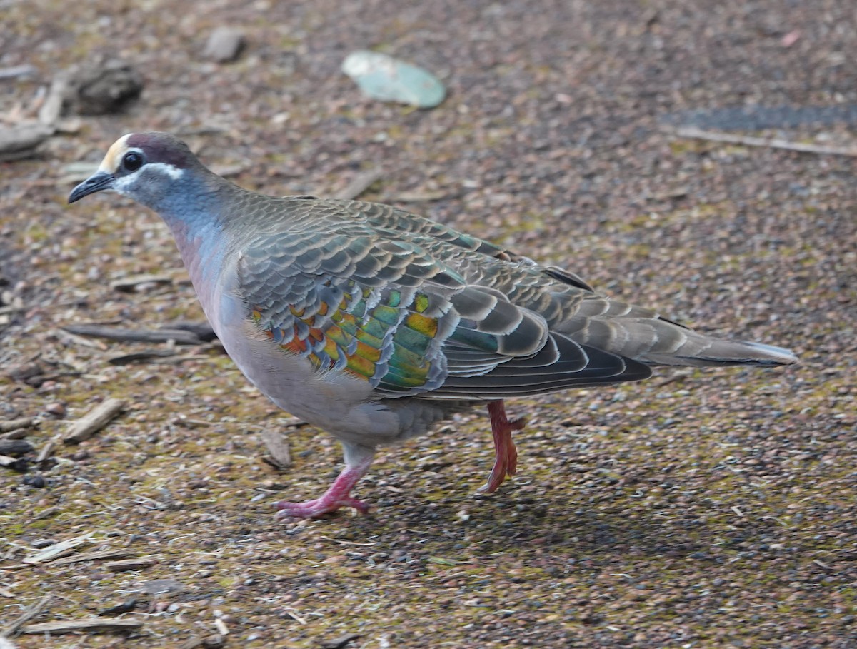 Common Bronzewing - ML647132377