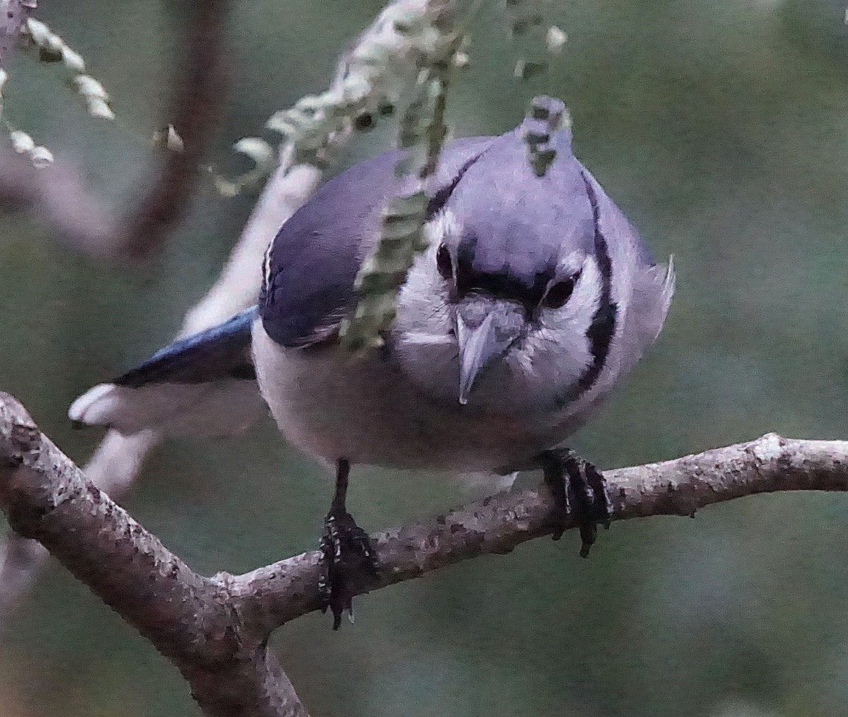 Blue Jay - ML647132378