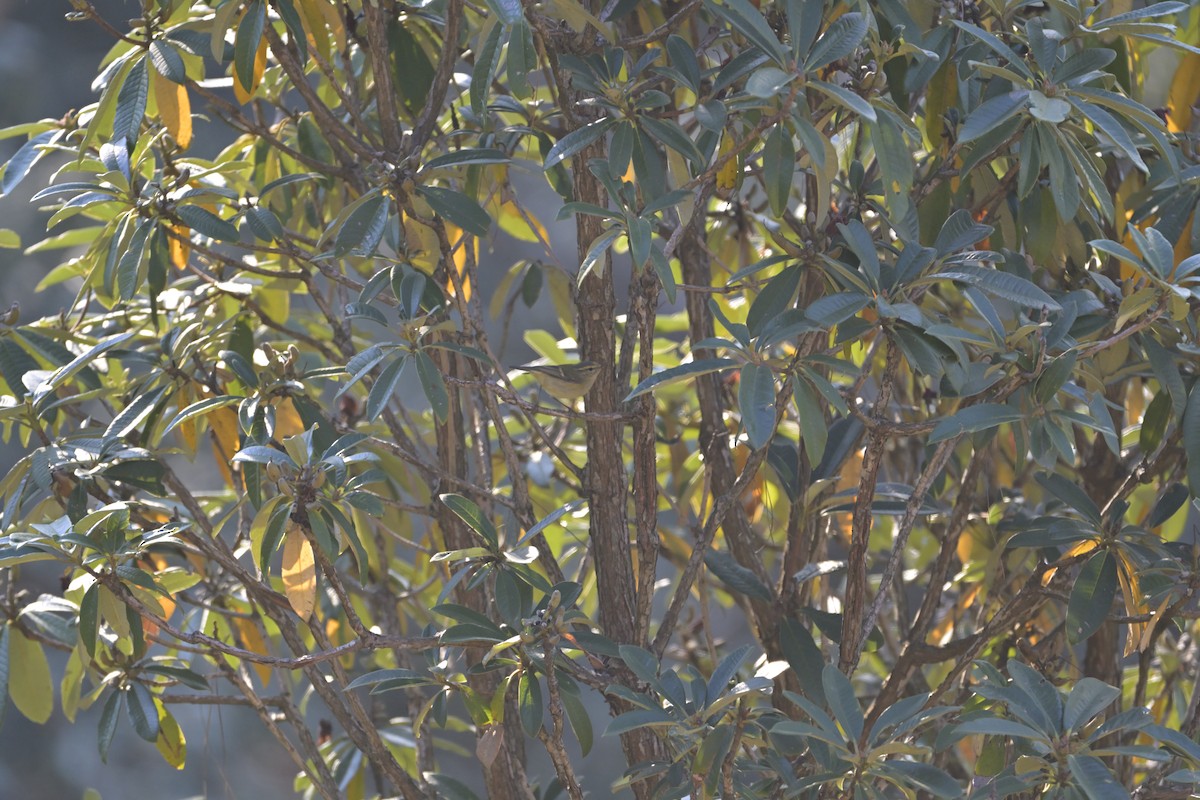 Buff-barred Warbler - ML647132380