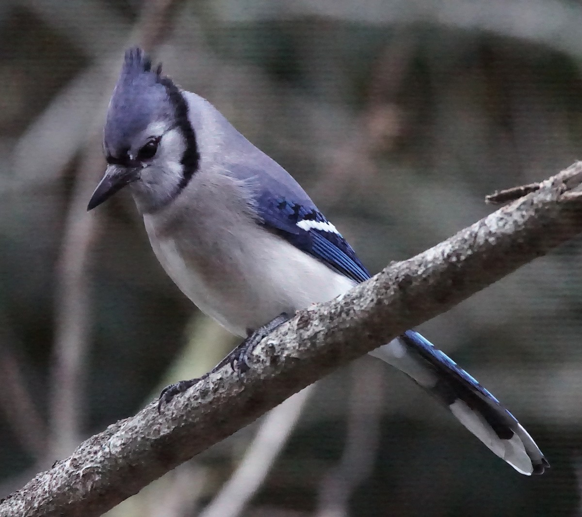 Blue Jay - ML647132396