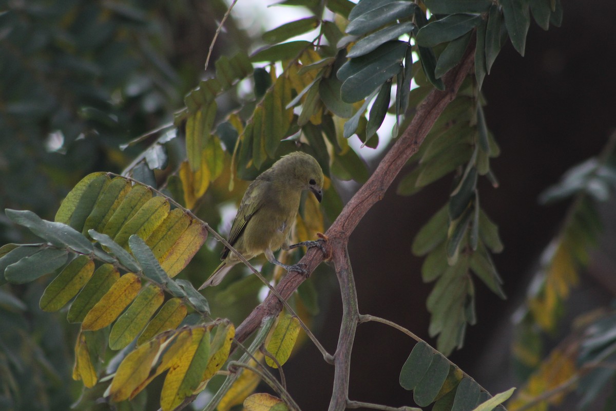 Palm Tanager - ML647132399