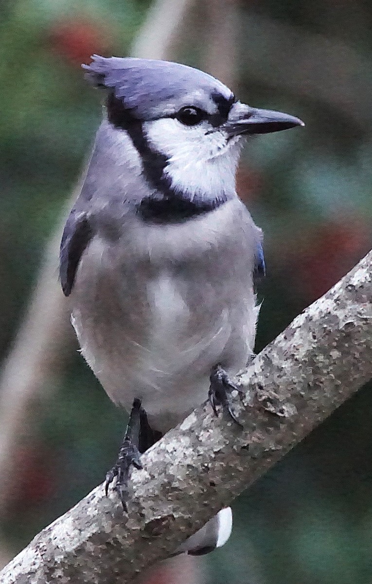 Blue Jay - ML647132402