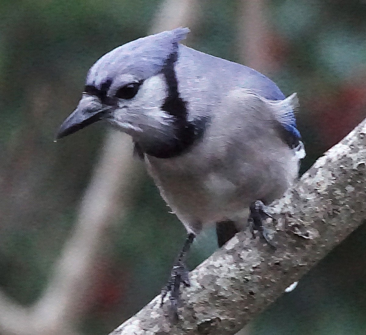 Blue Jay - ML647132405
