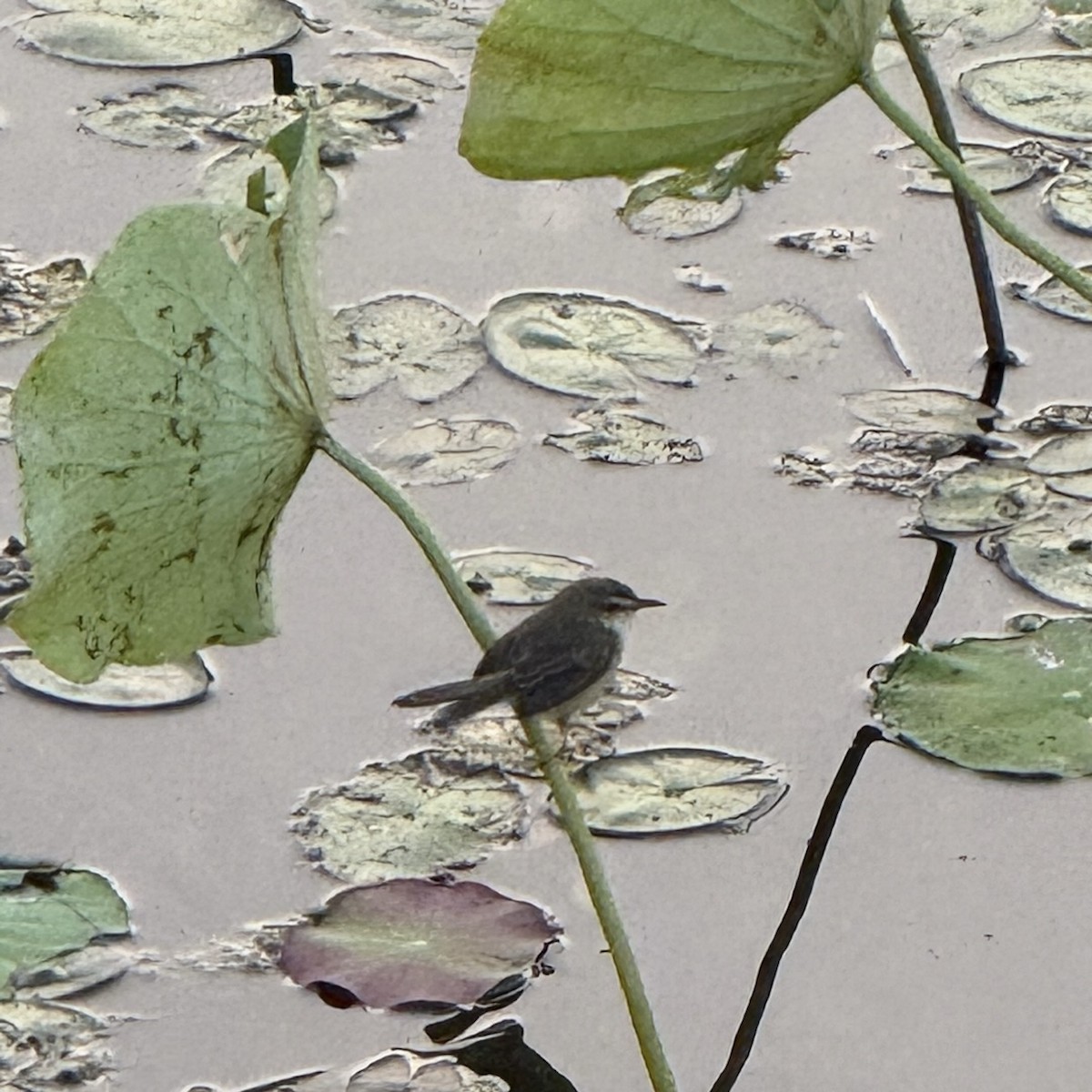 Plain Prinia - ML647132406