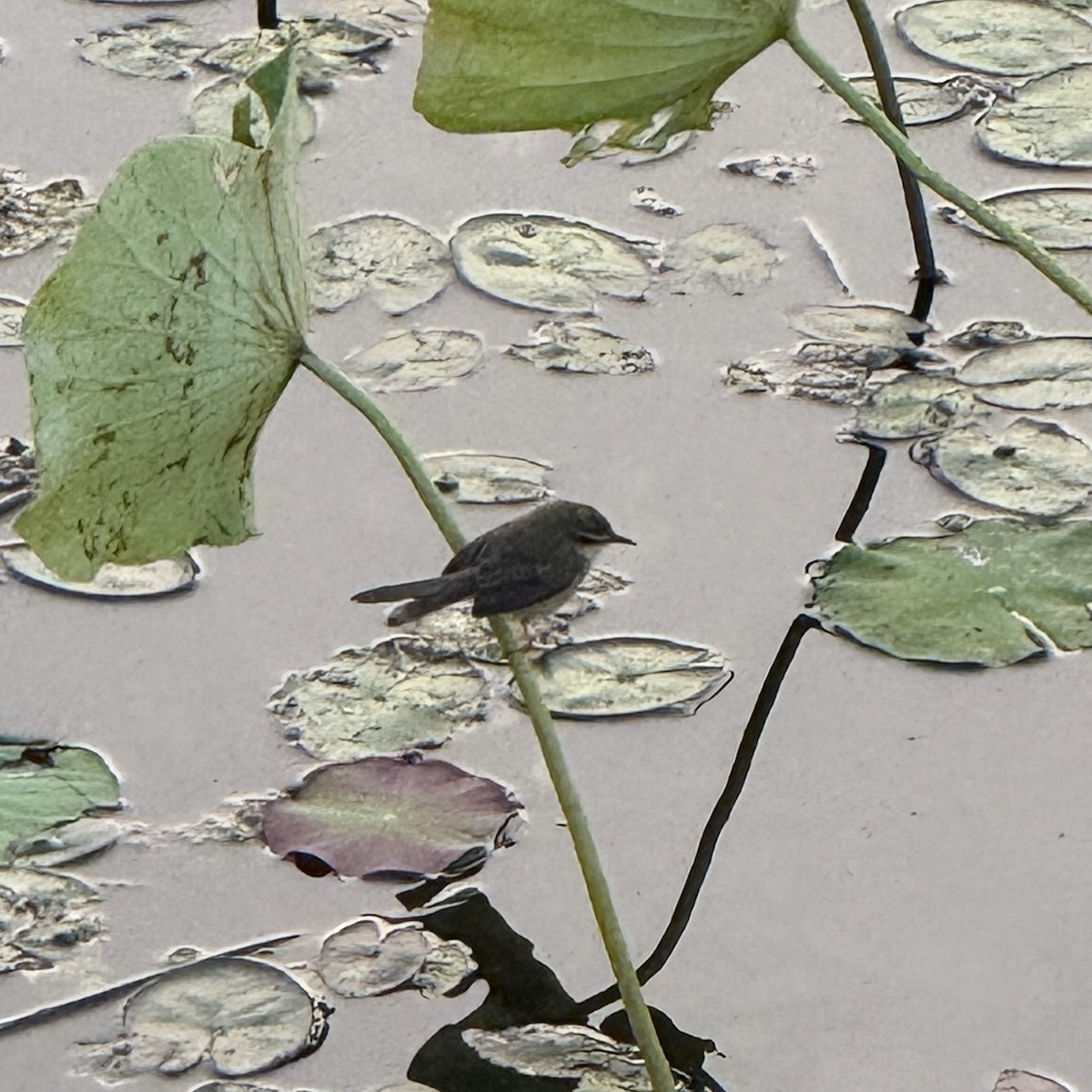 Plain Prinia - ML647132407