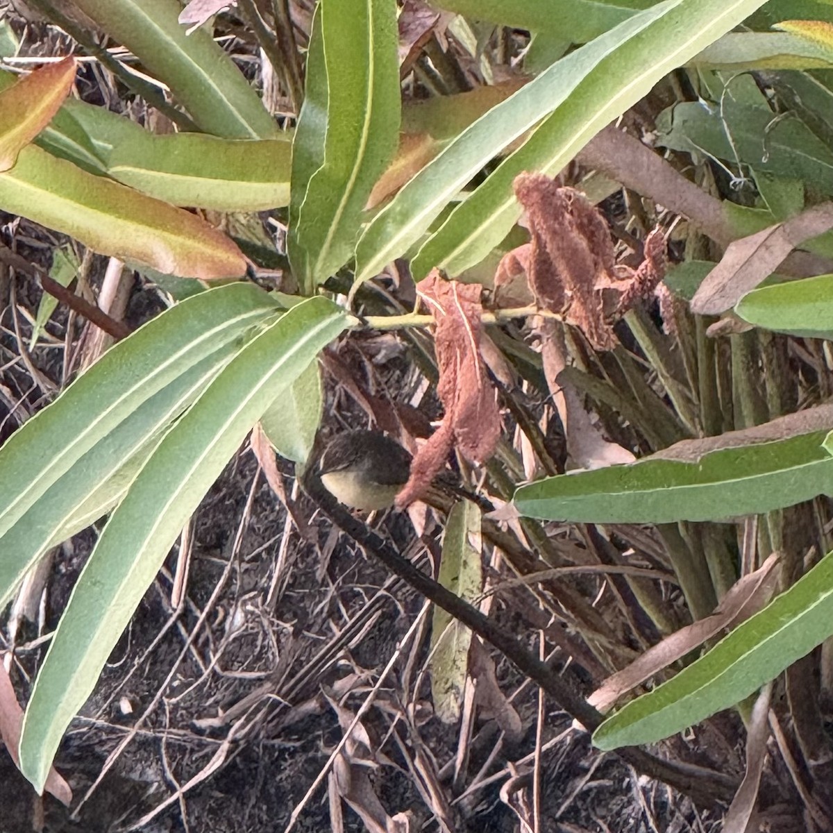 Plain Prinia - ML647132408