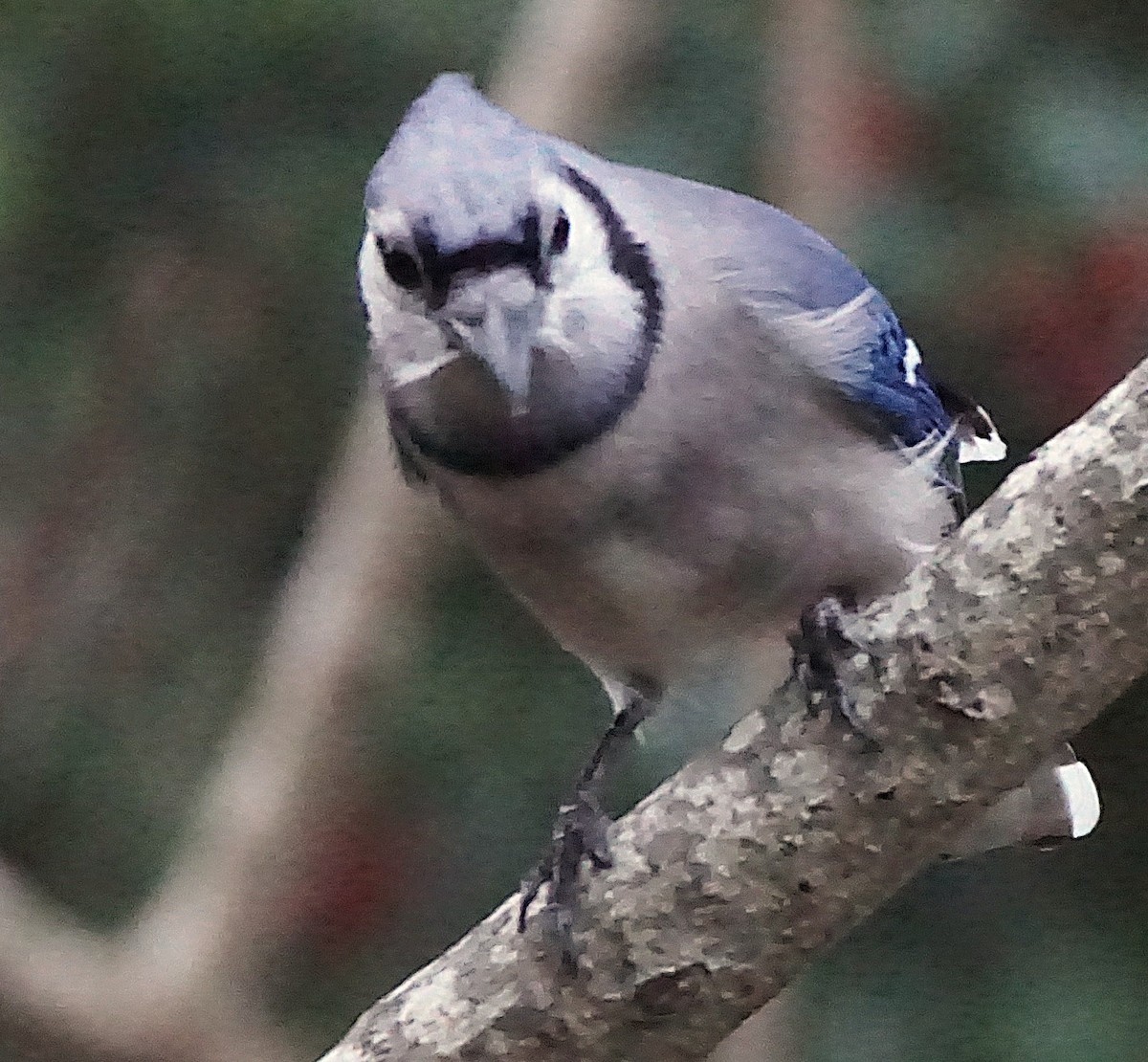 Blue Jay - ML647132409