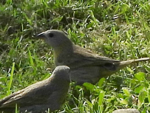 Saffron Finch - ML647132411