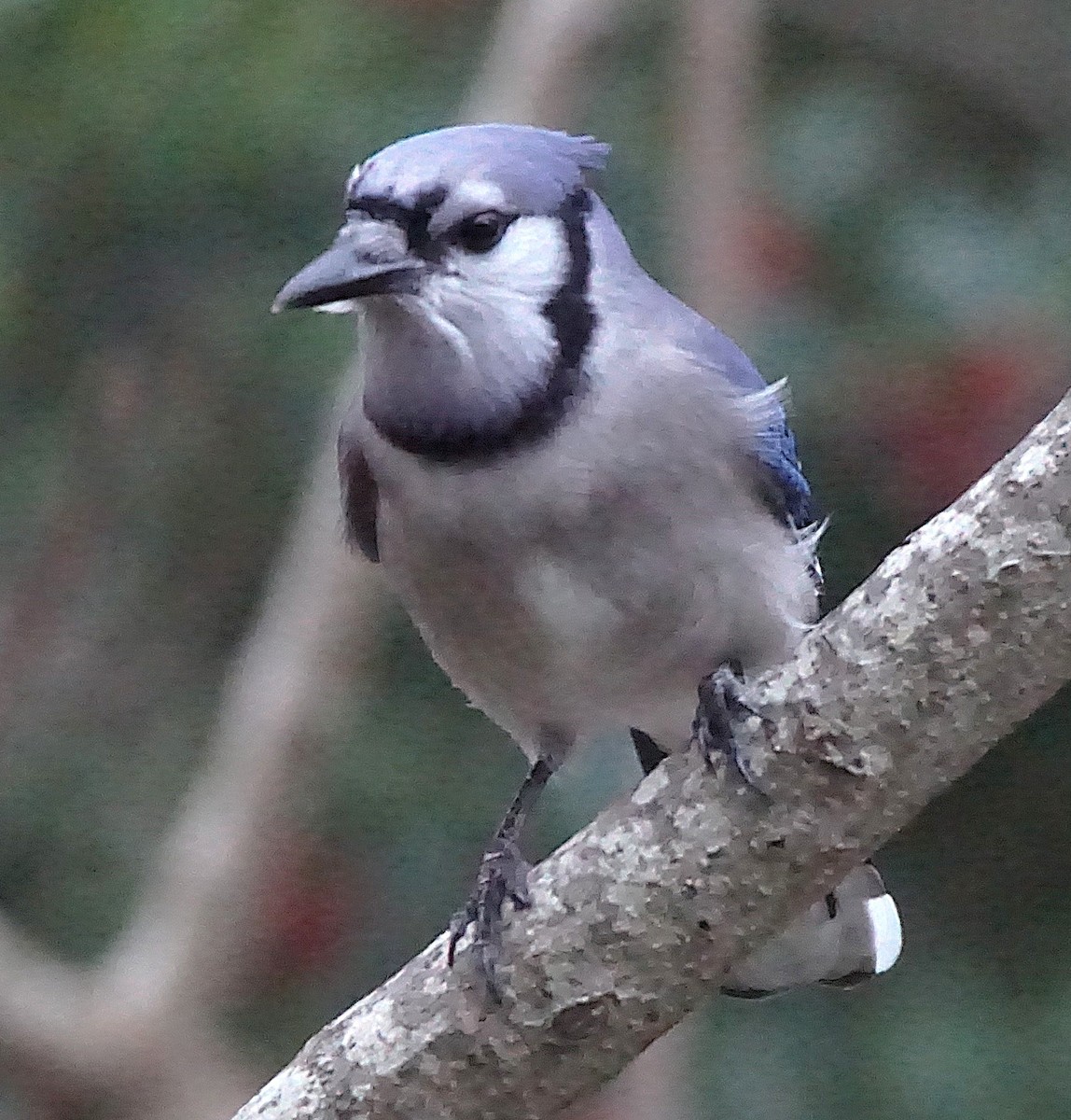 Blue Jay - ML647132412