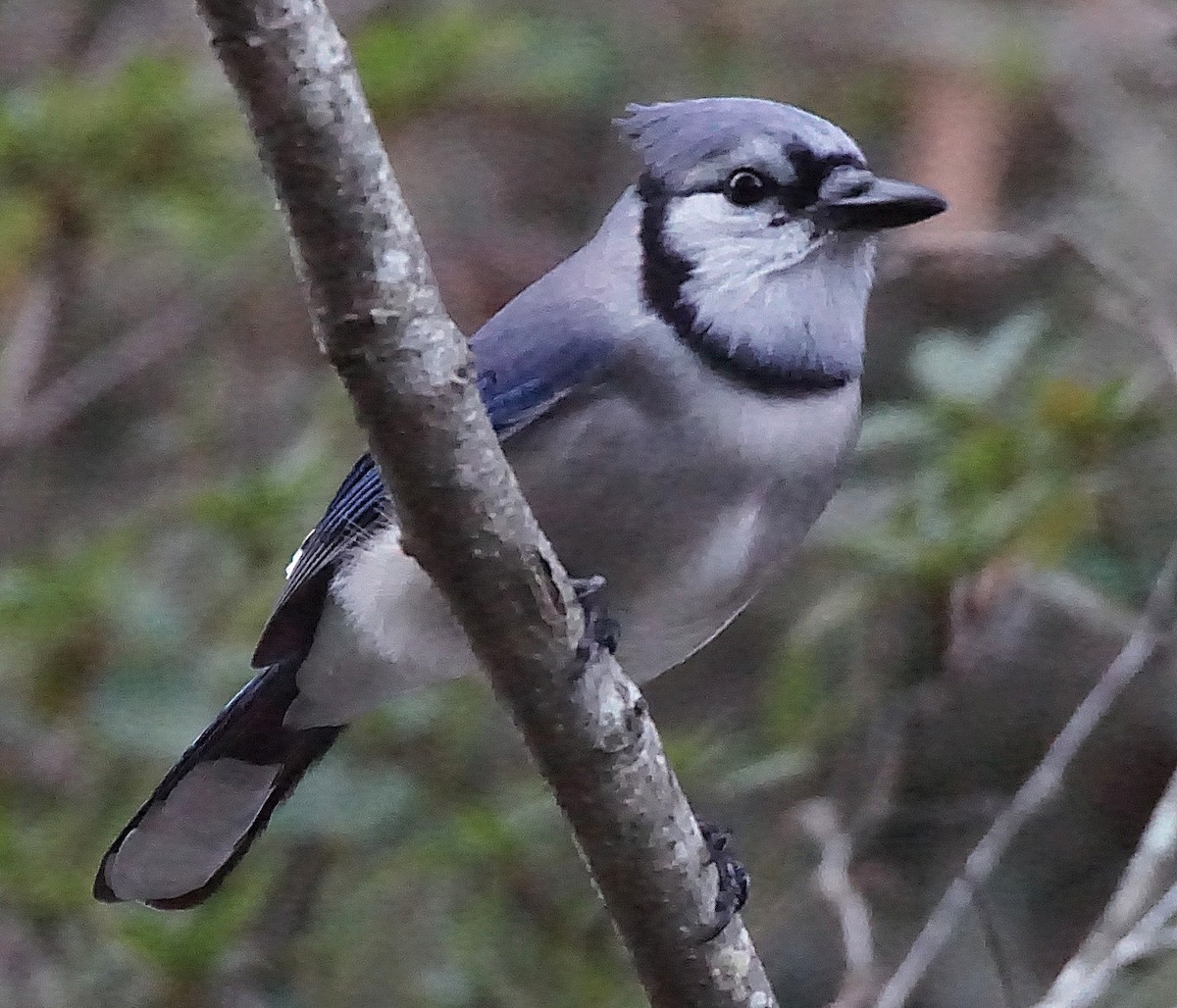 Blue Jay - ML647132416