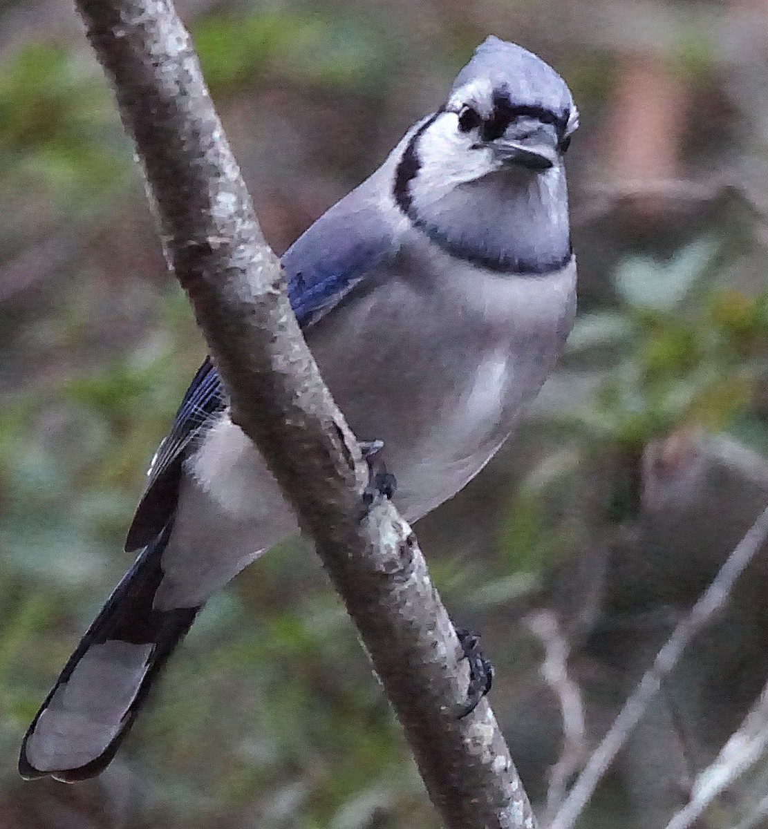 Blue Jay - ML647132422