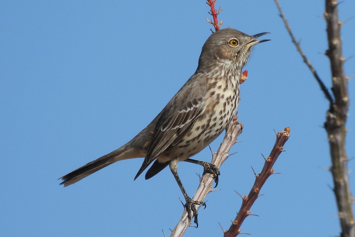 Sage Thrasher - ML647132423