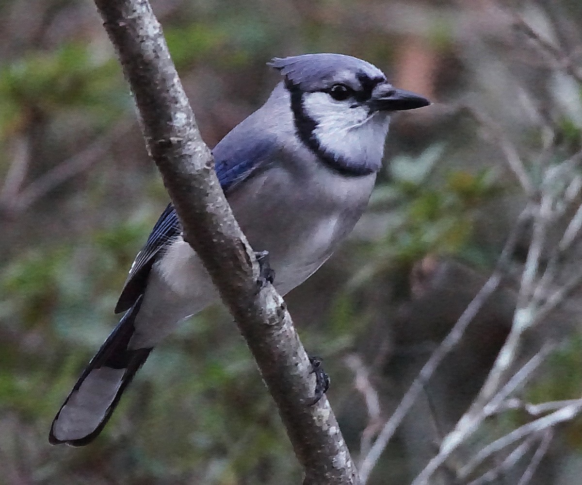 Blue Jay - ML647132429