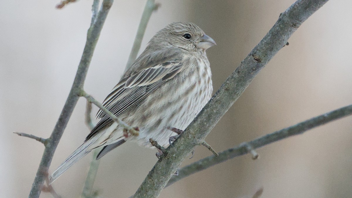 Roselin familier - ML647132431