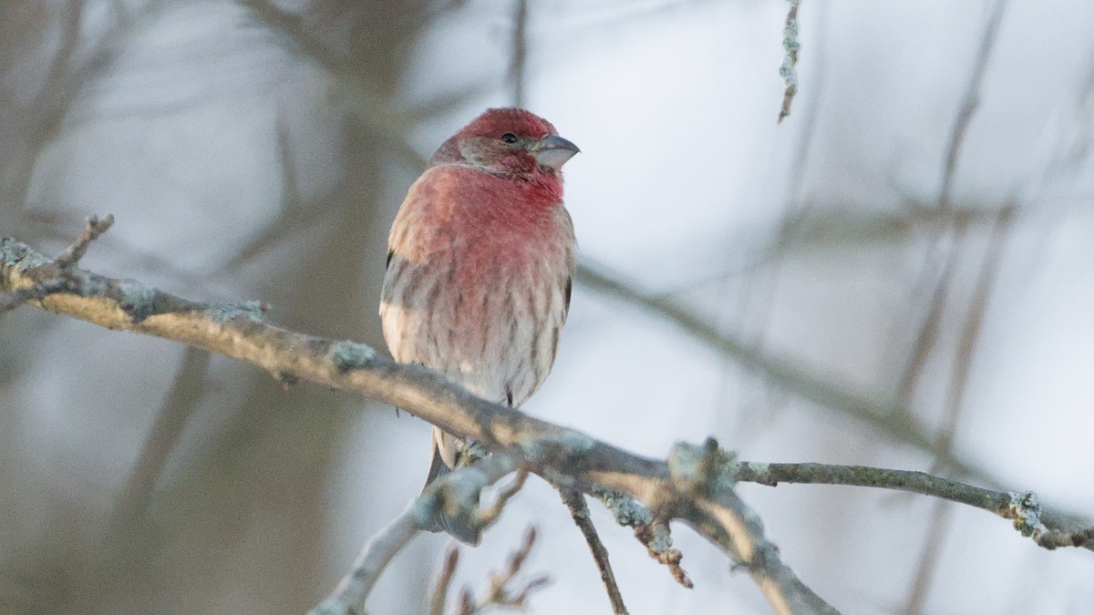 Roselin familier - ML647132432