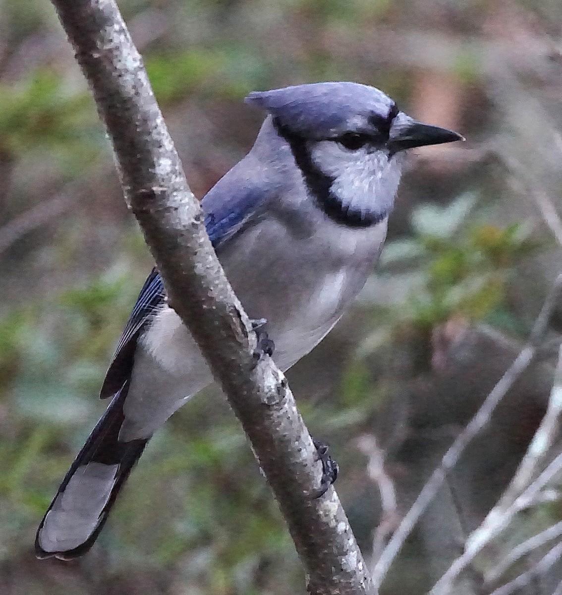Blue Jay - ML647132433