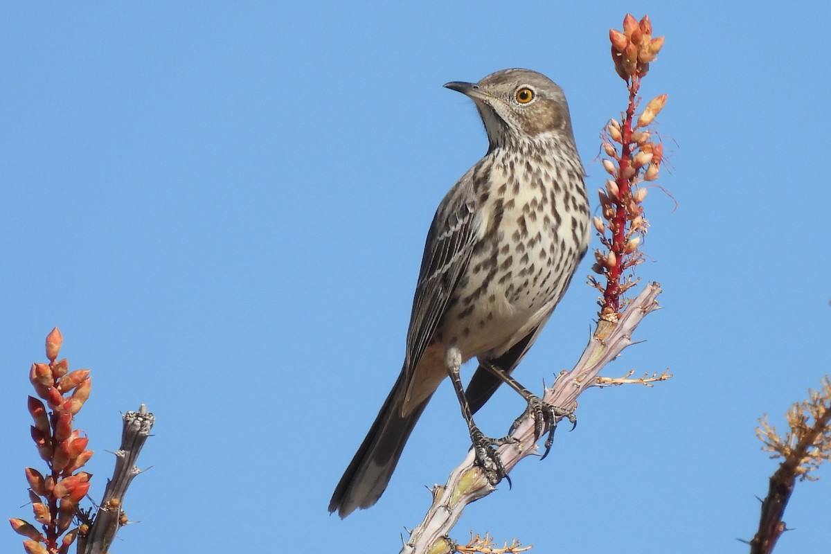 Sage Thrasher - ML647132441