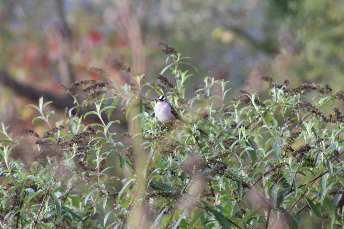 White-crowned Sparrow - ML647132442