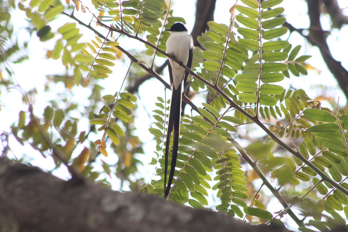 Fork-tailed Flycatcher - ML647132447