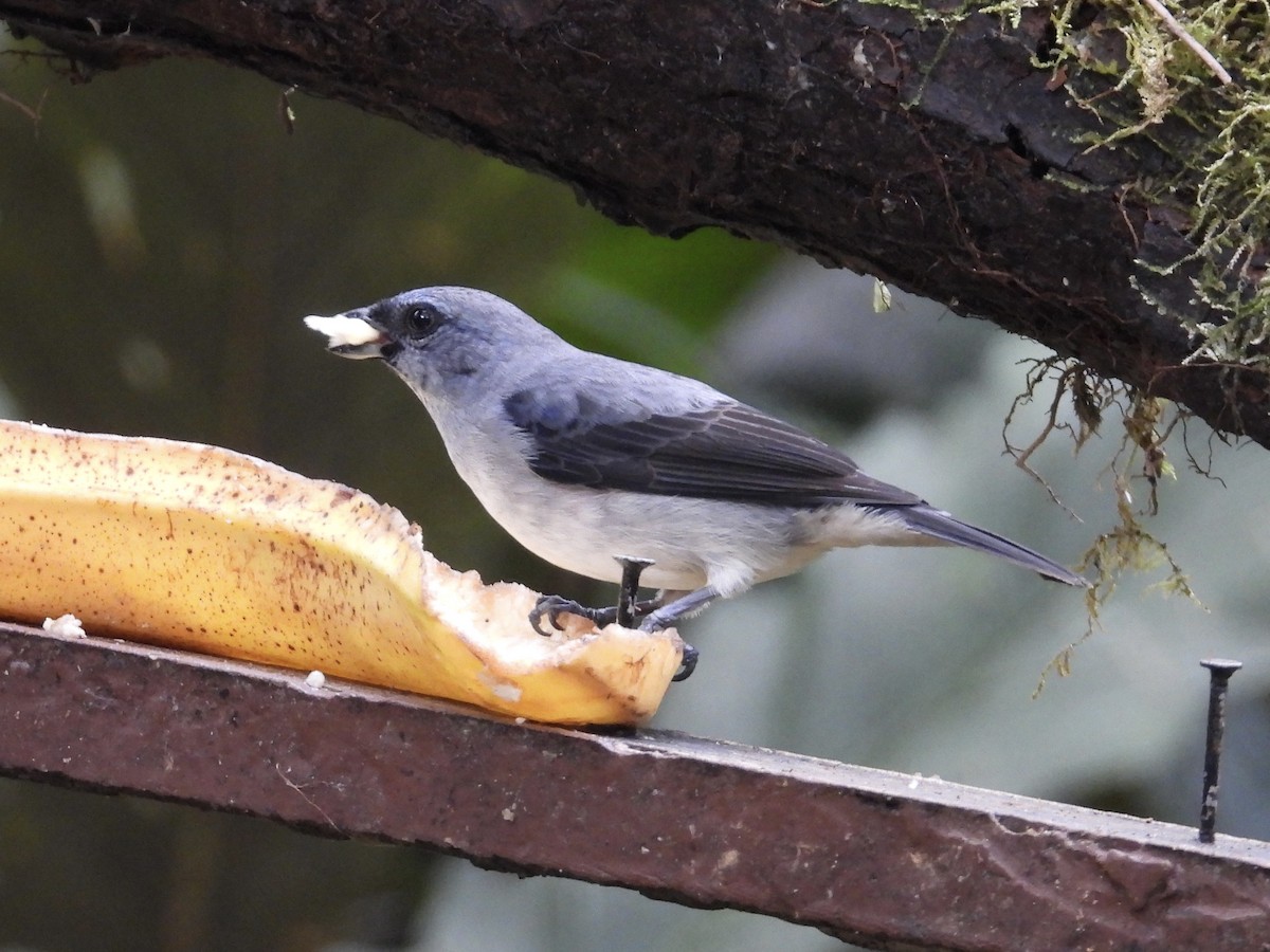 gråtanagar - ML647132449