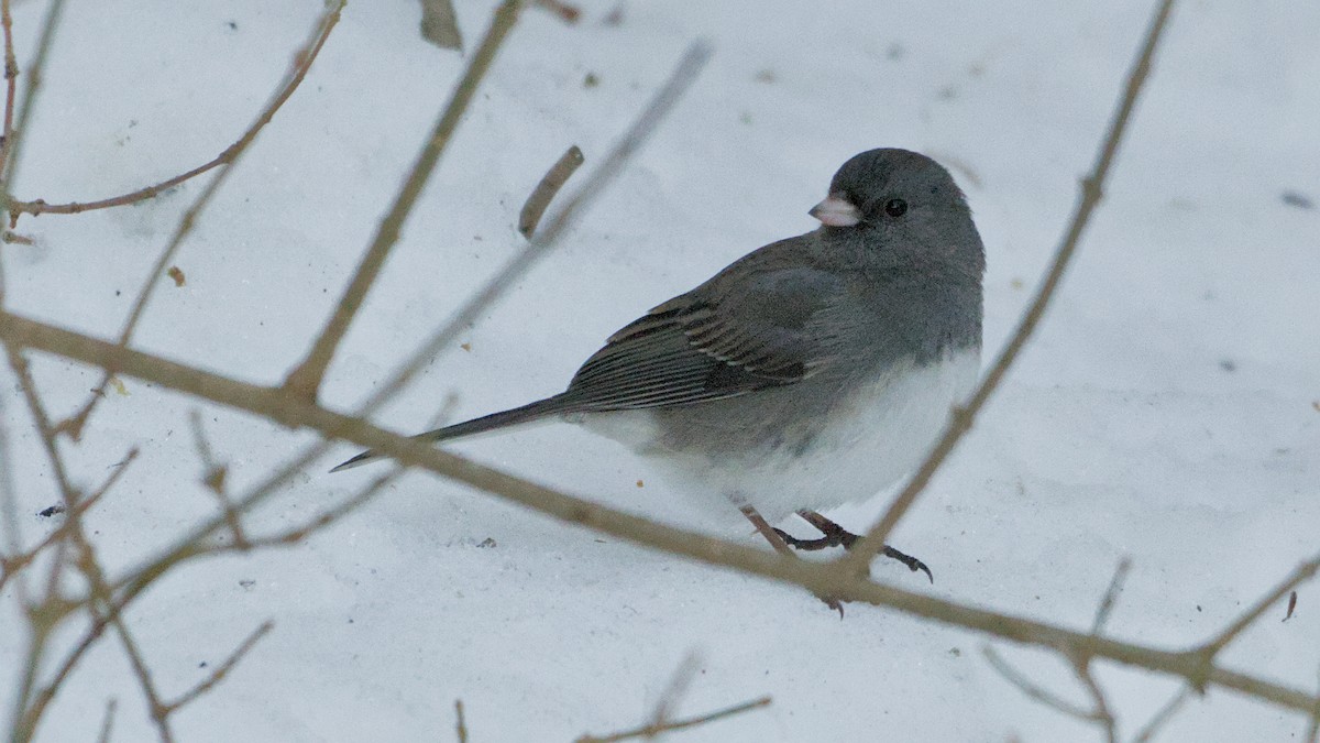 Dark-eyed Junco - ML647132450