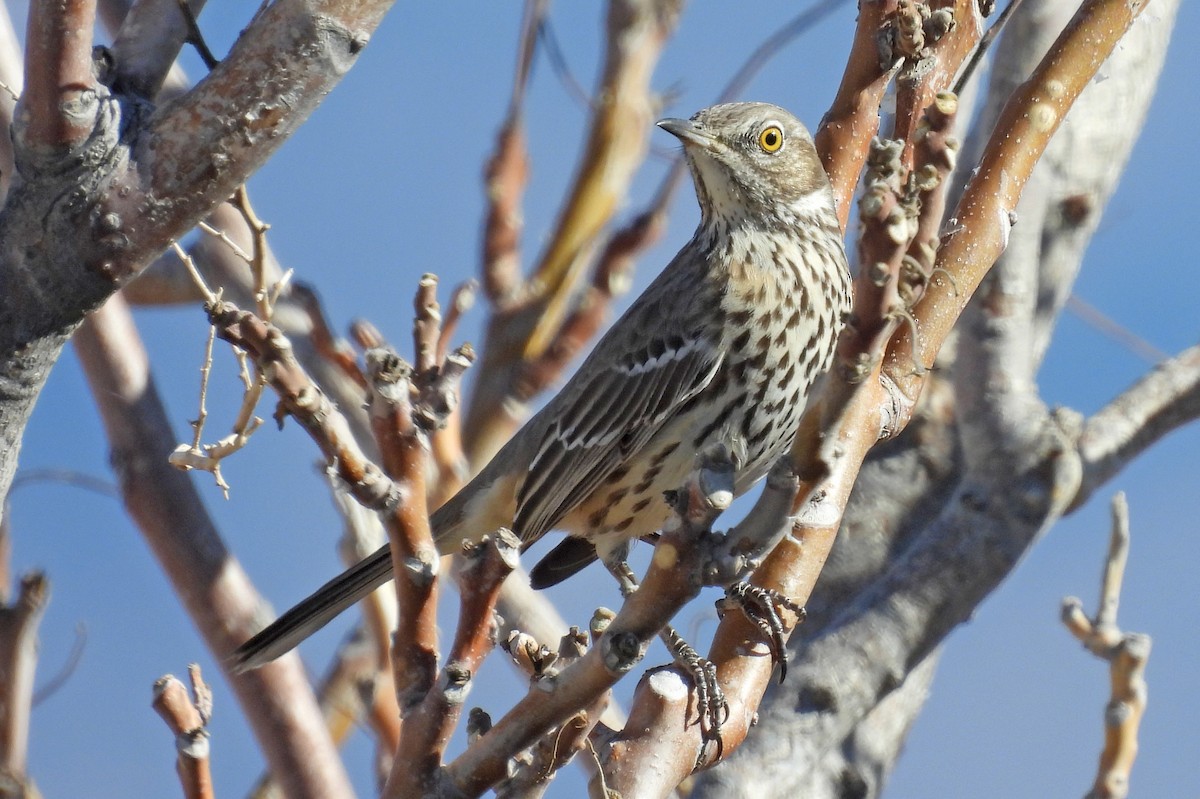 Sage Thrasher - ML647132451