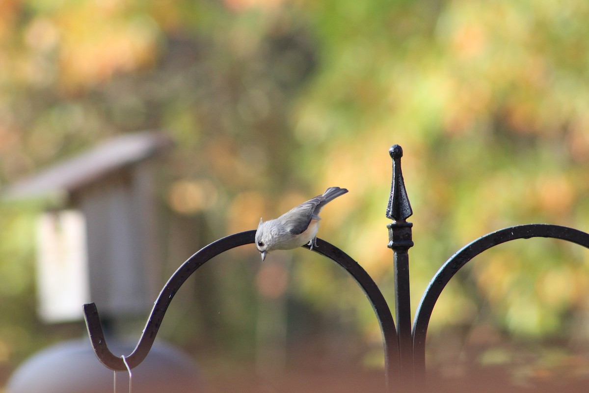 Tufted Titmouse - ML647132458