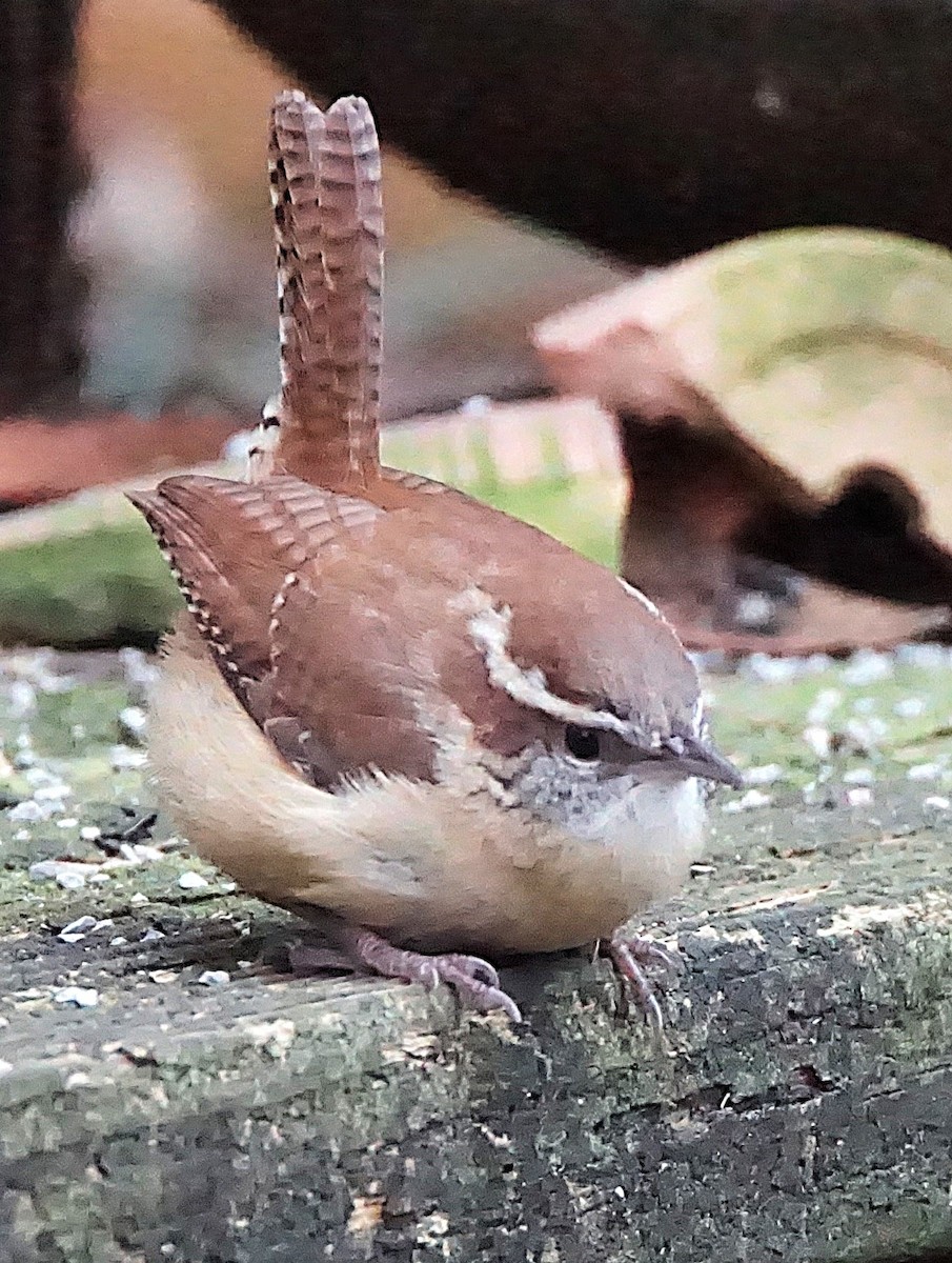 Carolina Wren - ML647132460