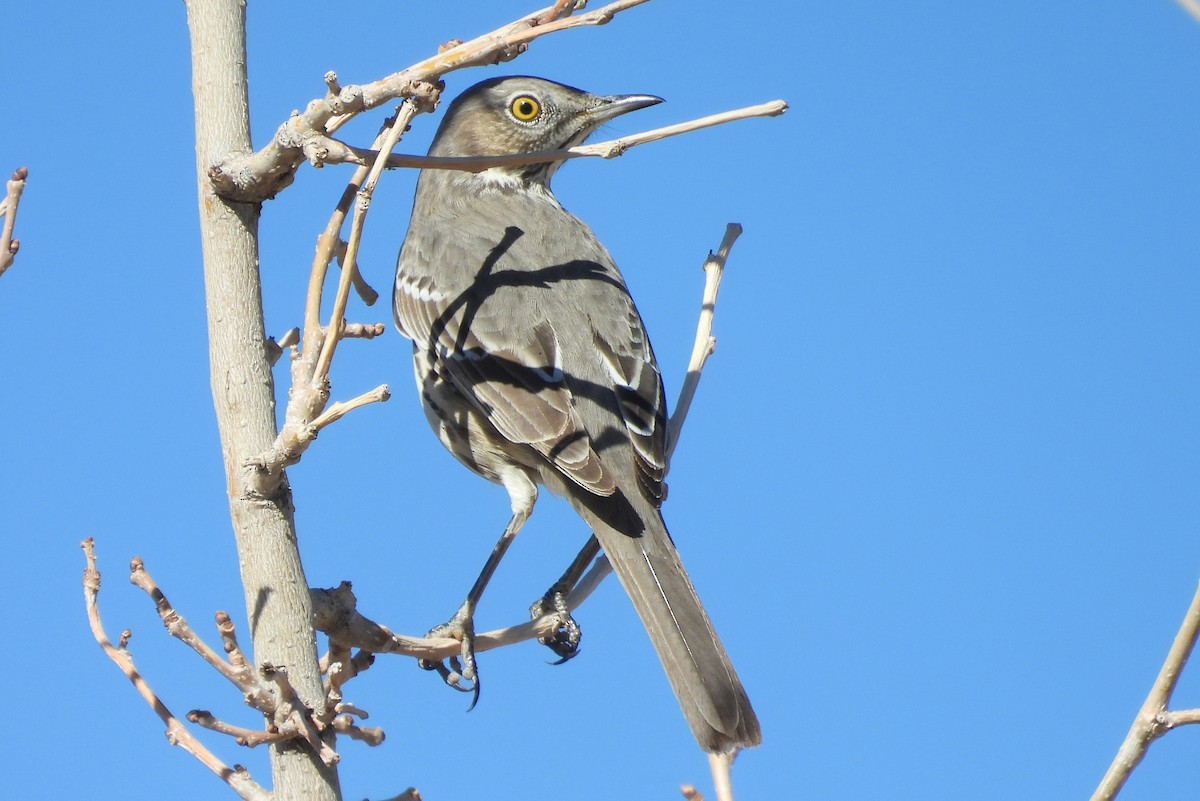Sage Thrasher - ML647132462
