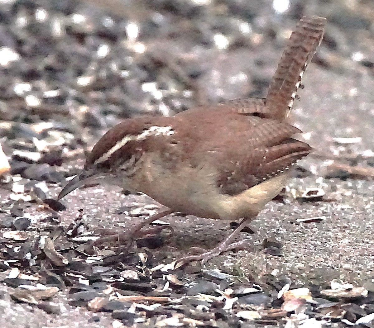 Carolina Wren - ML647132464