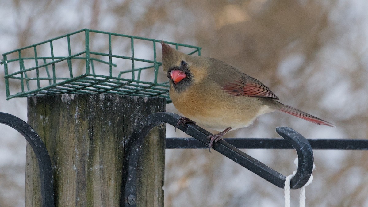 rødkardinal - ML647132468