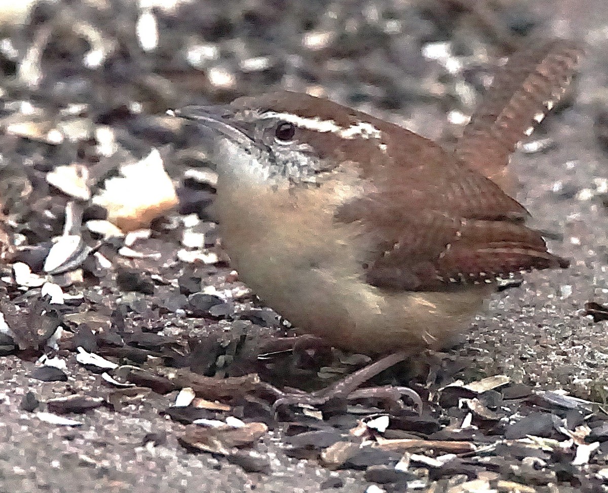 Carolina Wren - ML647132470