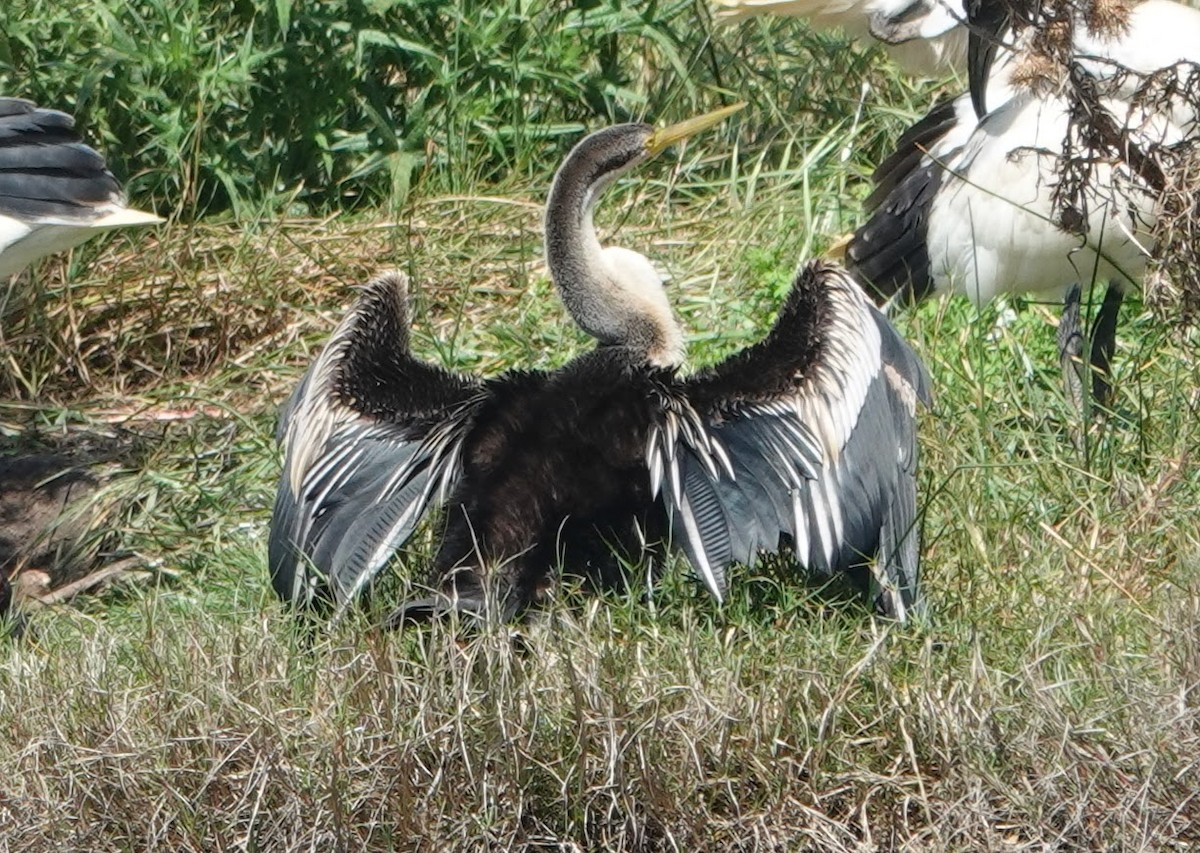 Australasian Darter - ML647132472