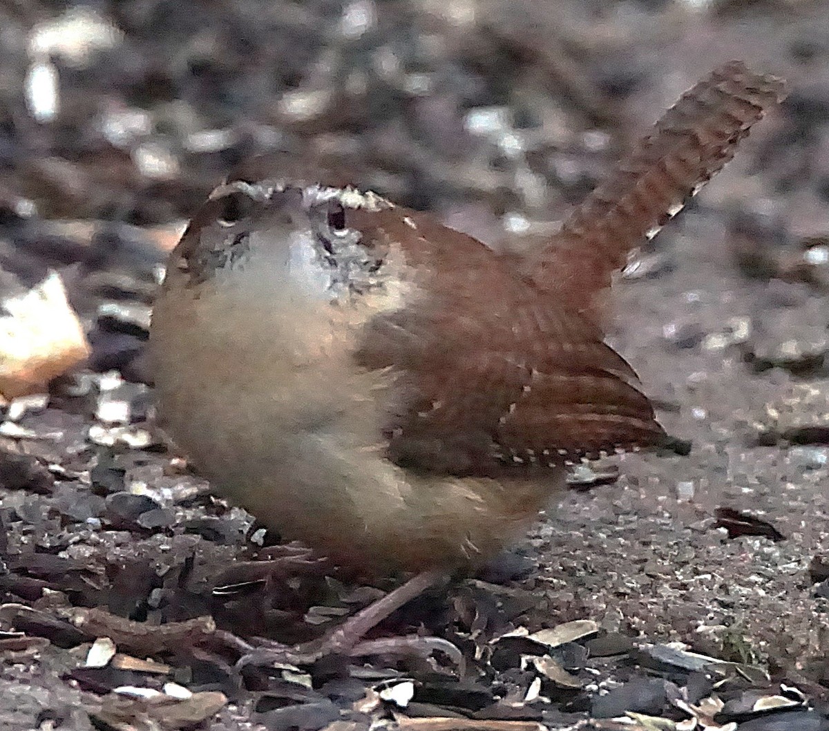 Carolina Wren - ML647132473