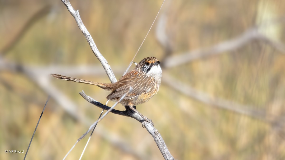 trávníček proužkovaný - ML647132475