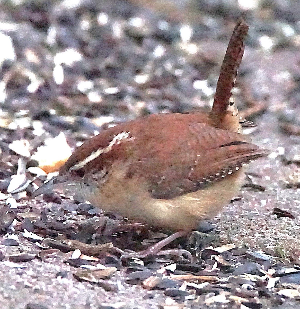 Carolina Wren - ML647132477