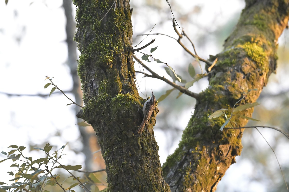 Bar-tailed Treecreeper - ML647132485