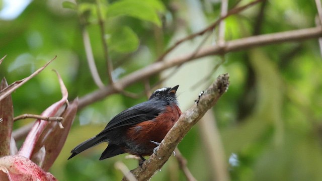 Chestnut-bellied Chat-Tyrant - ML647132486