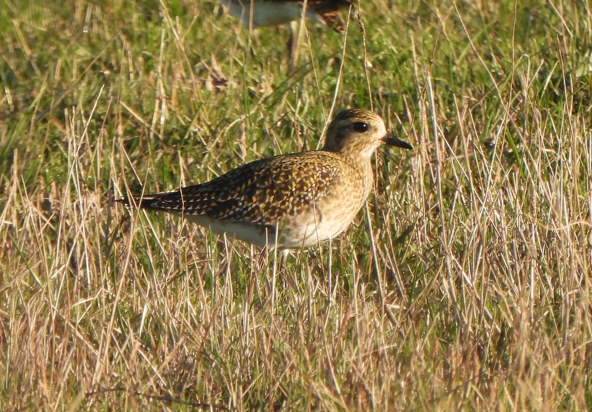 Сивка звичайна - ML647132491