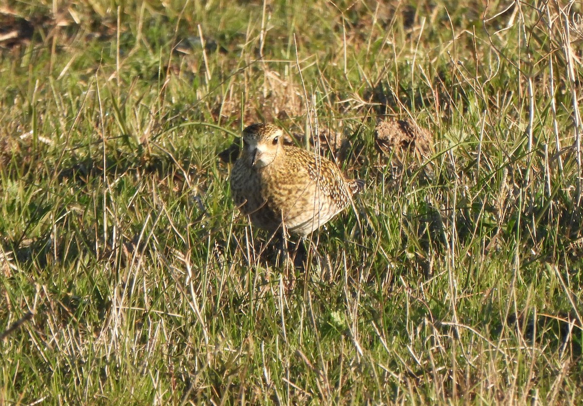 Сивка звичайна - ML647132492