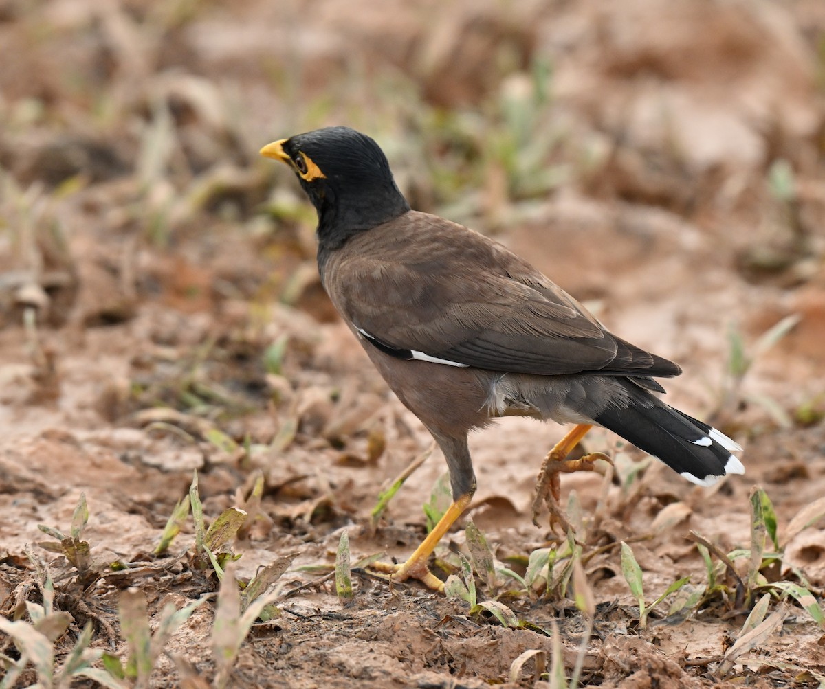 Martin triste - ML647132495