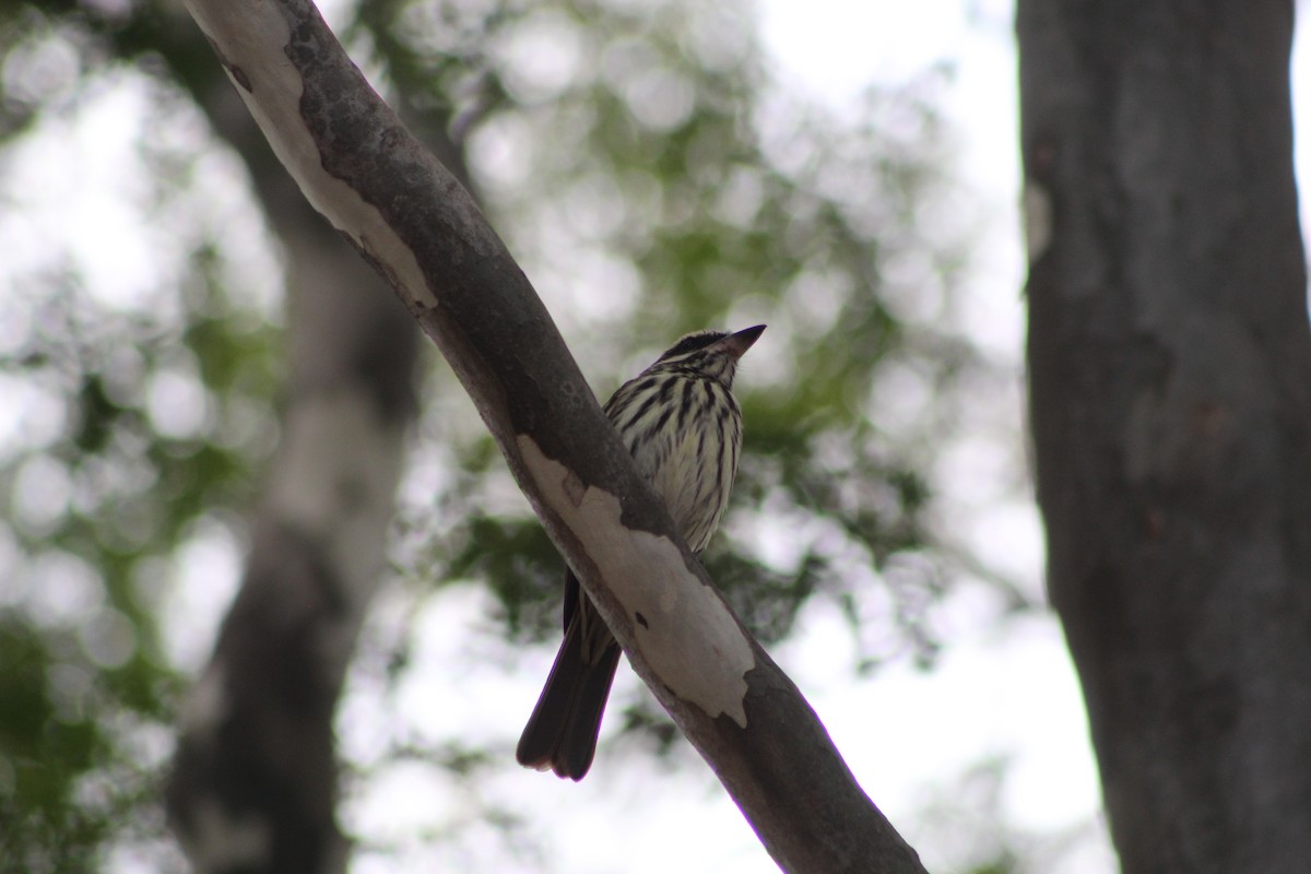 Streaked Flycatcher - ML647132496
