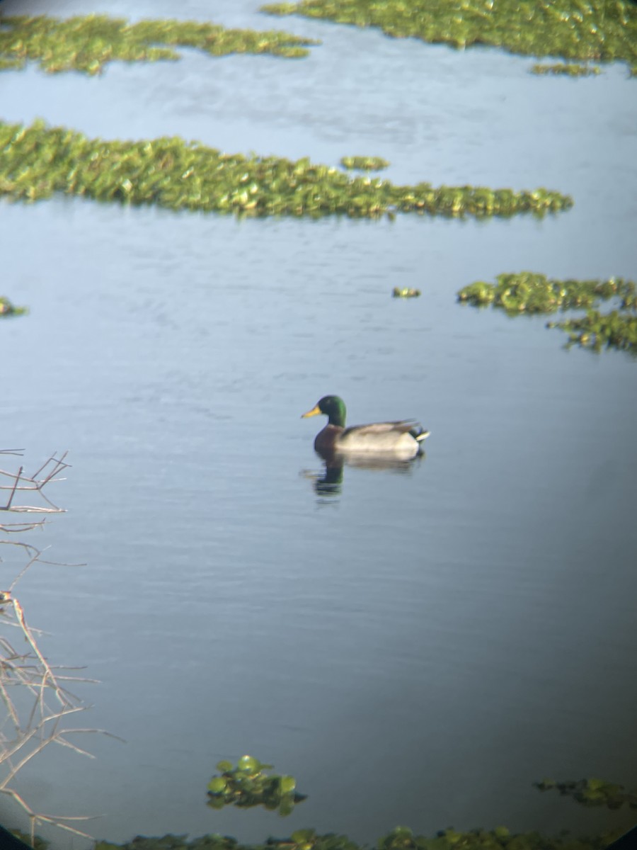 Germano reale - ML647132497