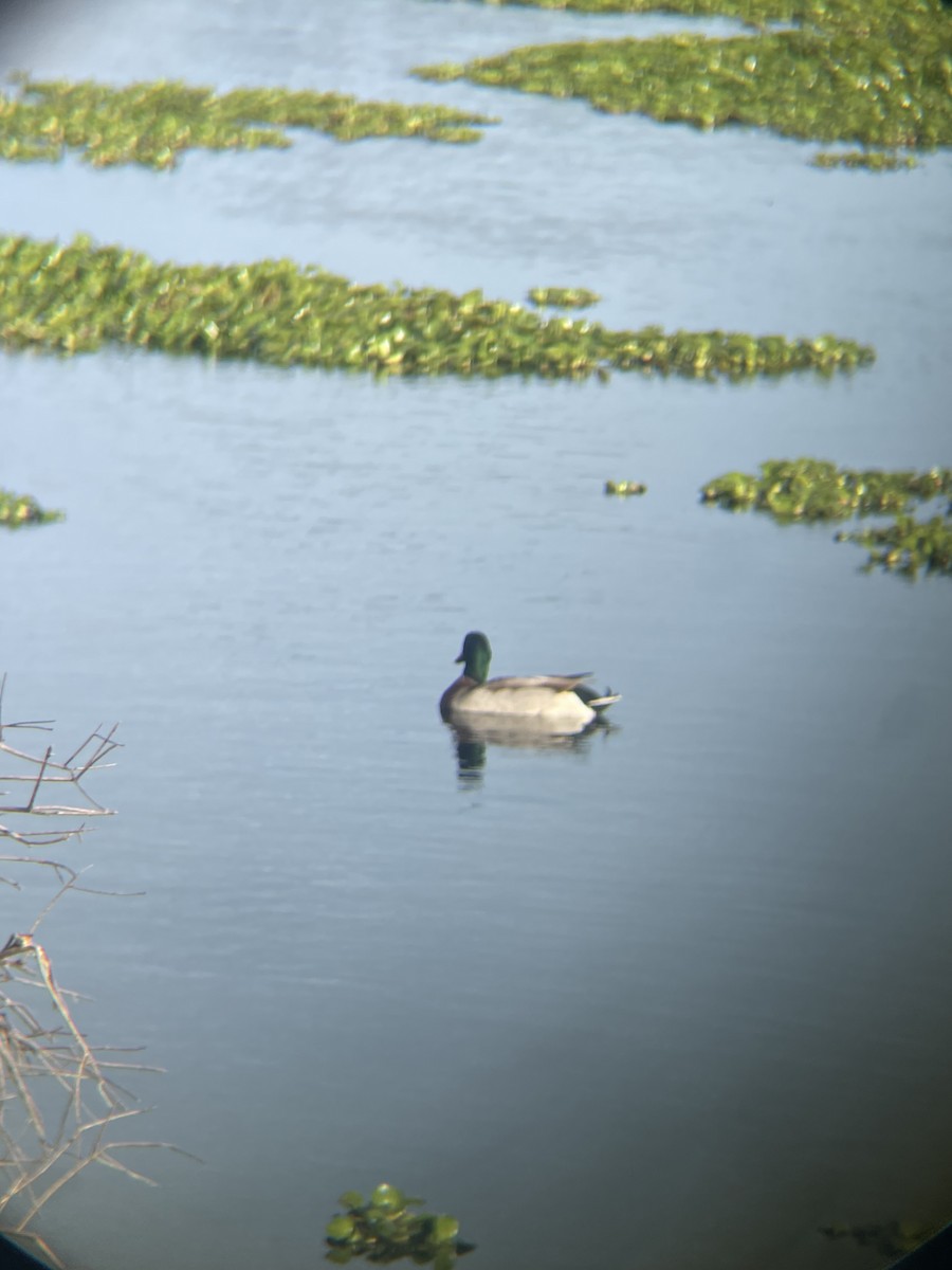 Germano reale - ML647132498